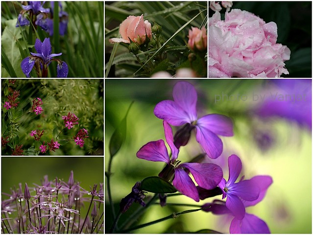 Lepljenka Violet cvetje 2 mm