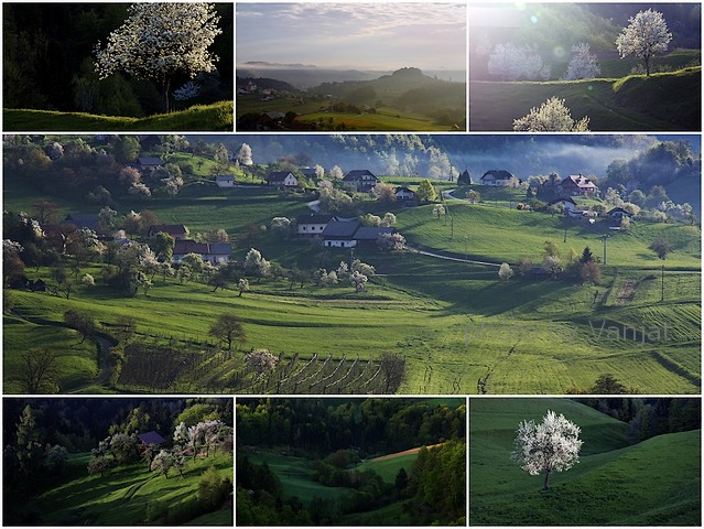 Lepljenka Češnjeva drevesa mm