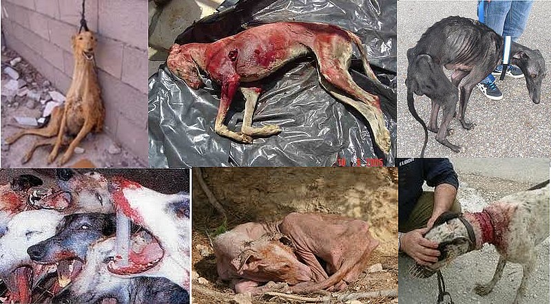 Galgos lepljenkam